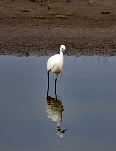 Reflections Little Egret 