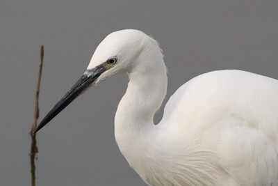 Little Egret