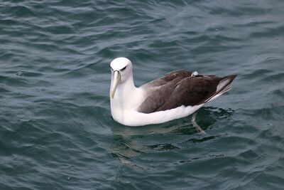 Southern Albatross 