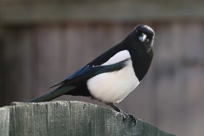 Magpie 