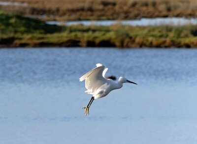 Little Egret incoming 