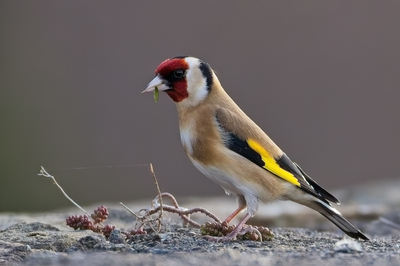 Goldfinch - John Hughes