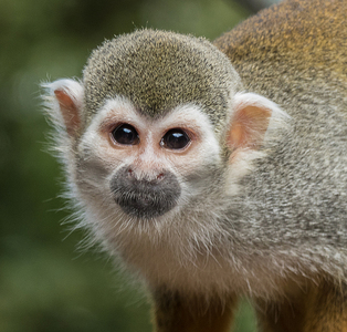 Squirrel Monkey - Ellen Bell