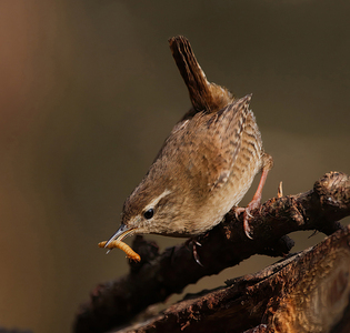 Wren with Grub - Peter Bagnall - Highly Commended
