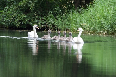 Family of Swans on the Broads - Jeff Cunningham