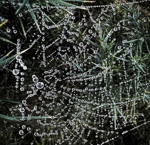 Water on Web - Ellen Bell