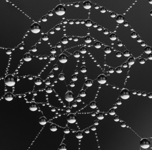 Web Detail - Dan Johnson