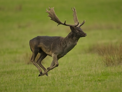 Fallow Deer - John Hughes