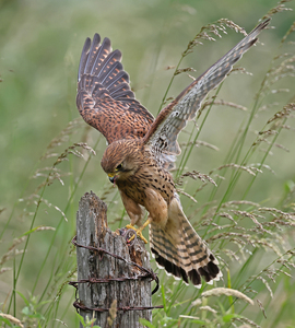 Kestrel Flying onto Post - Peter Bagnall