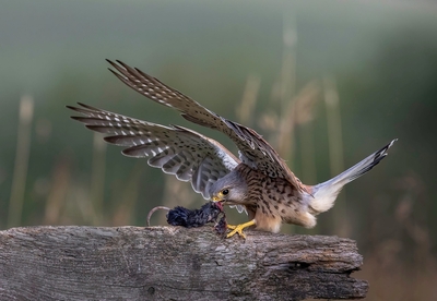 Mantling Kestrel with Prey - Janet Taylor - 2nd Place