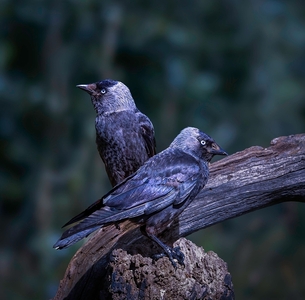 Watchful Jackdaws - Janet Taylor - Commended