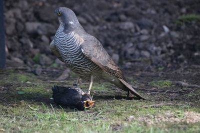 Sparrow Hark in my Garden 