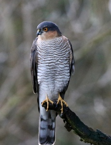 Sparrow Hawk