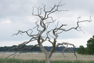 Dead Tree Dead Sky - Jeff Cunningham