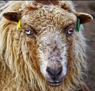 Do Ewe Like the Earings - Fernley Stribling - Commended