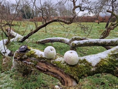 Frozen Apples - Pat Hamer