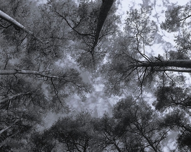 Tree Tops - Pat Hamer - Commended