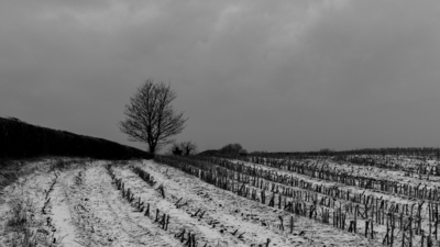 WInter's Field - Dan Johnson