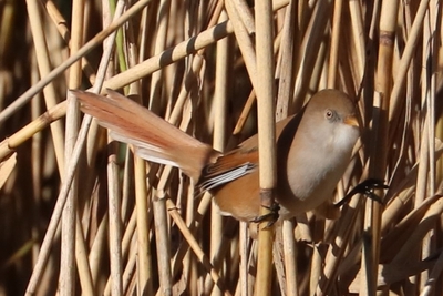 Bearded Reedling - John Pinches