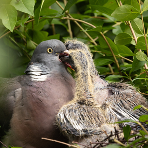 Feeding Time - Dan Johnson