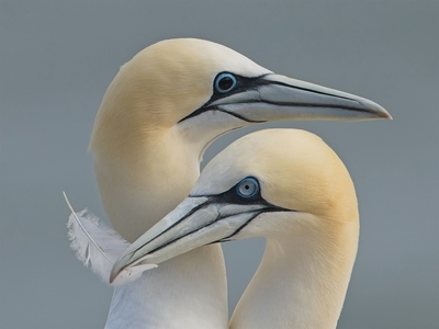 Gannets - John Hughes - First Place