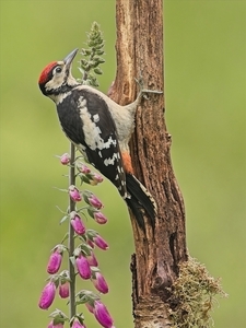 Greater Spotted Woodpecker - John Hughes