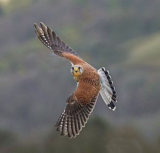 Head On - Janet Taylor - Third Place