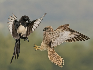 Kestrel Vs Magpie - John Hughes - Highly Commended