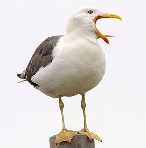 Lesser Blackback Gull in Full Cry - Peter Bagnall - Commended