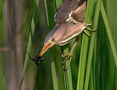 Little Bitten Catches Tadpole - Peter Bagnall