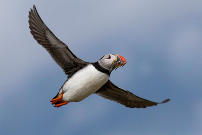 Puff - John Hughes - Second Place