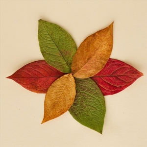 Special Theme - Three Colours