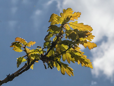 Green, Blue & Shades of Grey