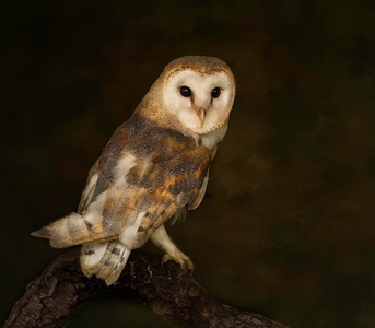 Barn Owl Portrait - Janet Taylor
