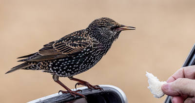 The Hand of Man - Dan Johnson