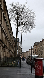 UK Tree of the Year - Pat Hamer