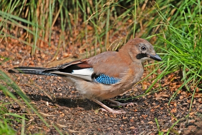 Jay on Woodland Path - Peter Bagnall
