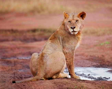 Lion - Juvenile male on road - Peter Bagnall