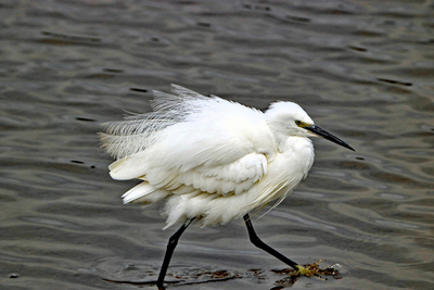 Little Egret on the move - John Pinches - Third Place