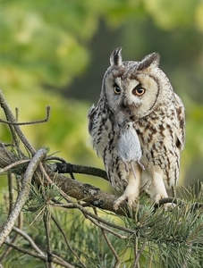 Long eared owl - John Hughes - Highly Commended