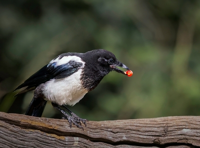 Magpie with Red Berry - Janet Taylor - Commended