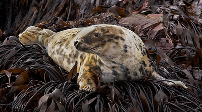 Seal Resting on Kelp - Peter Bagnall - Commended