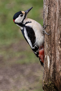 Spotted Woodpecker - Ellen Bell - Highly Commended