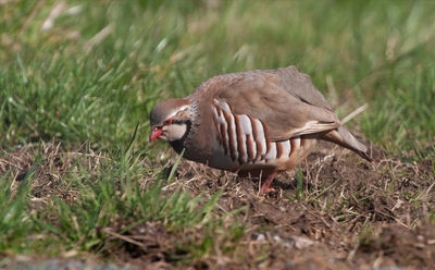 Wild French Partridge - Peter Bagnall