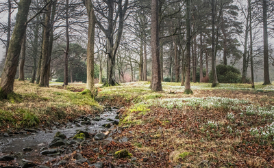 Snowdrops at Whelprigg - Graham Dean