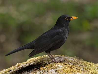 Blackbird with Bugs - John Hughes - Highly Commended