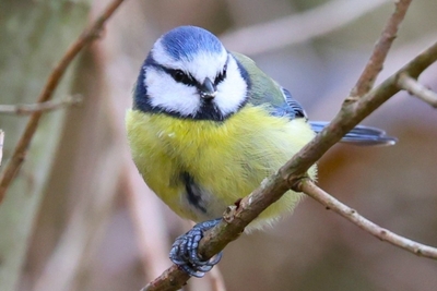 Blue Tit - John Pinches