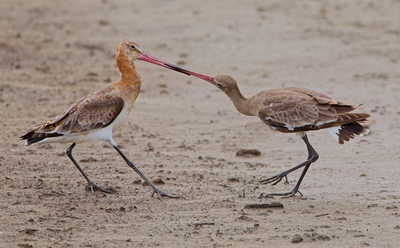 Goodwits Tug of War - John Hughes