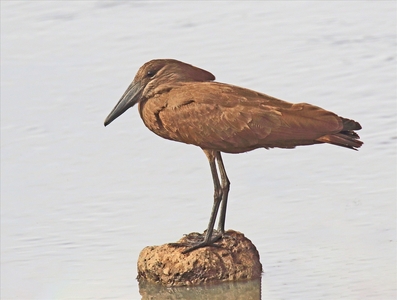 Hamerkop Heron - Peter Bagnall