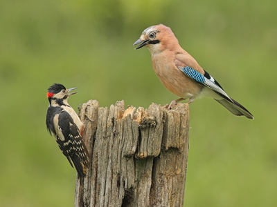 Jay and Woodpecker - John Hughes - Third Place